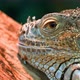 Iguana also known as Common iguana or American iguana. Selective focus. - VideoHive Item for Sale