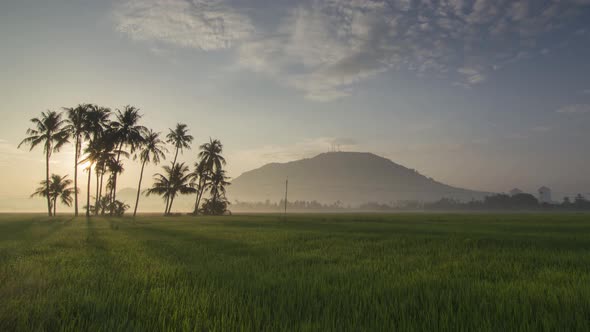 Timelapse sun ray over the coconut tree in paddy field alt
