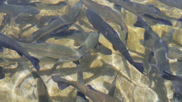 Top View of Many Trout Floating in the Water in a Fish Farm Tank