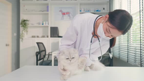 Asian veterinarian examine cat during appointment in veterinary clinic. alt