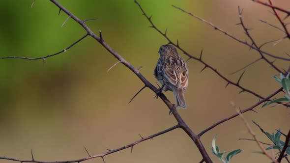 A bird sits on a branch on a beautiful background, and cleans its feathers. Emberiza calandra alt