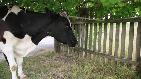 Large Horned Cattle Domestic Cow Tied to a Tree with a String Closeup alt