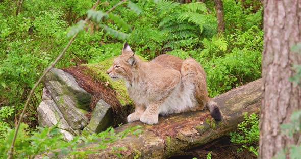 Alert Lynx Sitting on Fallen Tree
