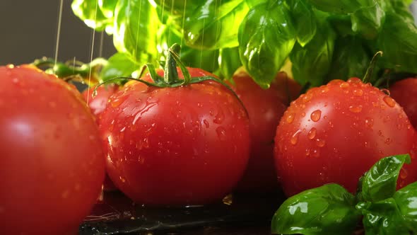 Fresh Ripe Red Tomatoes And Green Basil Leaves. Tomatoes Are Watered. Raw Organic Vegetables.