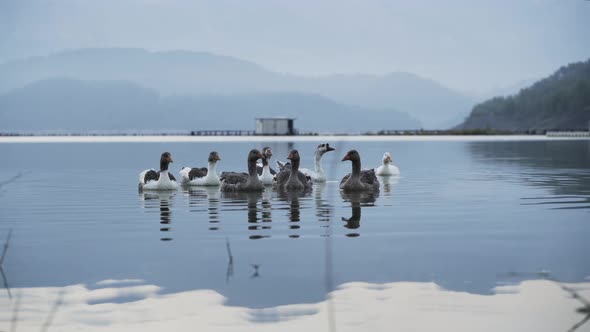 Duck Flock Floating in the Lake 4K alt
