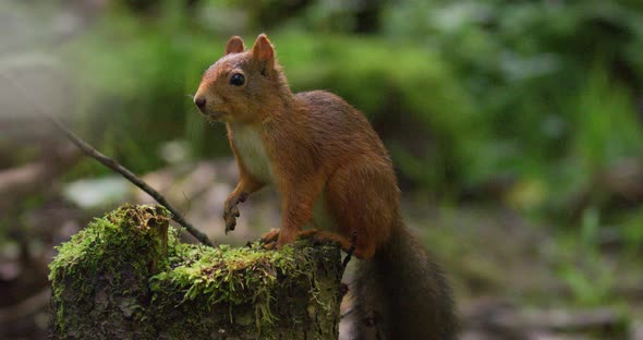 Red Squirrel Looking for Enemies at the Forest Floor