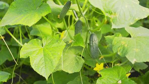 Cucumbers Ripen on Green Bush Growing in Kitchen Garden