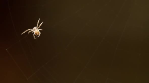 Spider Weaves a Web alt