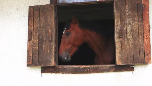 Horse with Shiny Dark Mane Sticks Its Head Out of Window in Stall in Stable alt