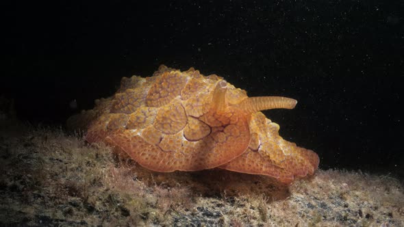 Creative lighting of a unique looking marine creature discovered on a night scuba dive. Underwater p alt