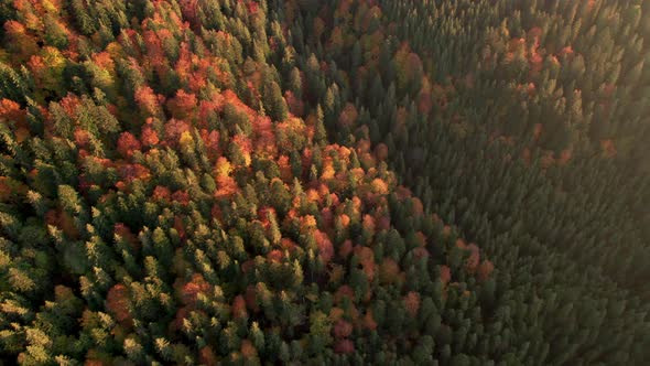 Aerial view of pine trees and colorful autumn forest on hill at sunset