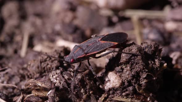 Box elder bug crawls around on dirt alt
