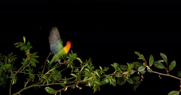 Fischer's Lovebird, agapornis fischeri, Adult standing on Branch, taking off, in flight alt