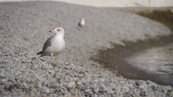 Seagull on Rock Near the Sea in Nature. The Seagull Is Standing on a Rocky Stone. alt