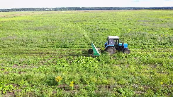 Bird's-eye view. Tractor in field mows grass. Copter drone.