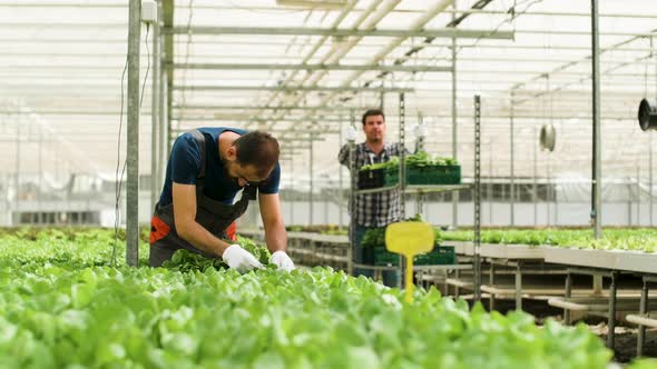 Greenhouse assistant grower jobs