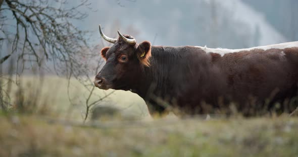 A Large Brown Cow Standing on Top of a Grass Covered Field alt