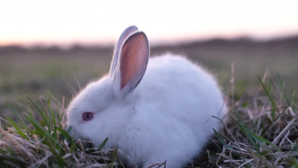 Cute White Rabbit Eating Grass at Sunset White Rabbit Little Rabbit alt