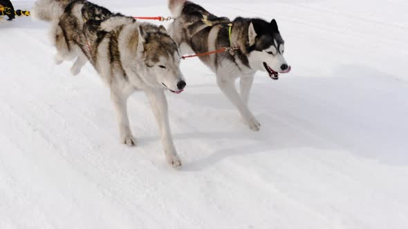 Husky sports sled dogs
