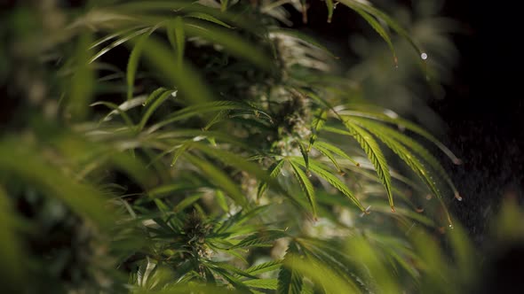 Irrigation of Cannabis Bush Closeup