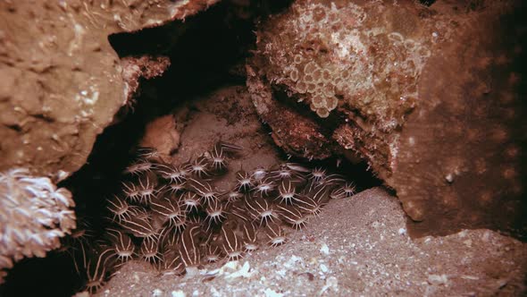 Catfish Schooling Tropical Reef alt