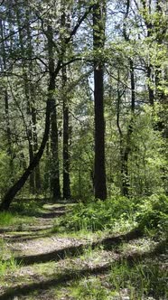 Vertical Video of Green Forest During the Day alt