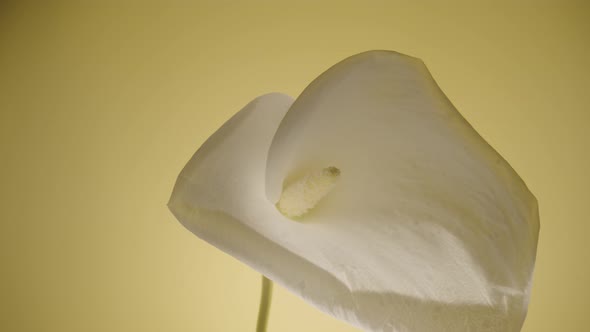 Single White Calla Flower on a Stem on a Yellow Studio Background alt