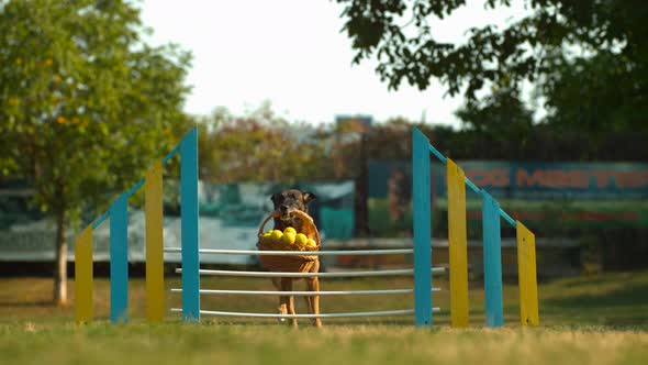 Dog jumping with a basket over a fence, Ultra Slow Motion alt