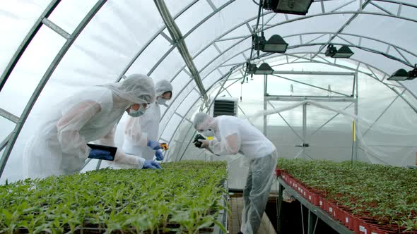 Farmers Checking Plants in Greenhouse