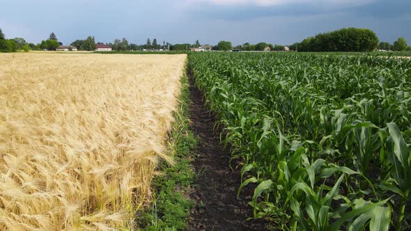 An Unmanned Aerial Vehicle Flies Over Green Wheat Corn alt