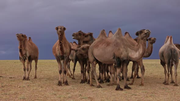 Group Camels in Steppe Under Storm Clouds Sky alt