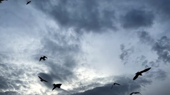 Animal Bird Seagulls Flying 5