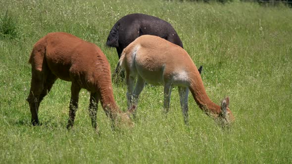 Group of colorful alpacas eating grass on meadow during sunny day outdoors,close up alt