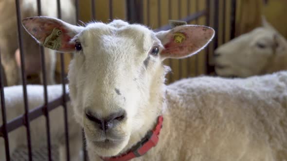 White sheep with red collar looking to camera inside sheep house and eating alt