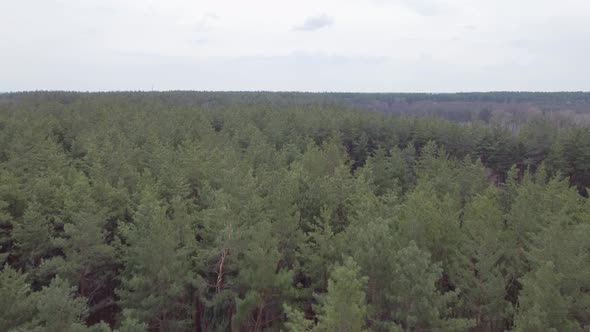 Cloudy Aerial Video of Pine Forest Flying Above alt