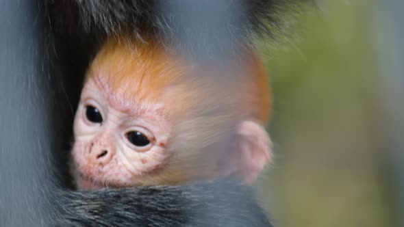 Macro Filming of Ginger Baby of Javan Surili Monkey Resting in Hands of Mother
