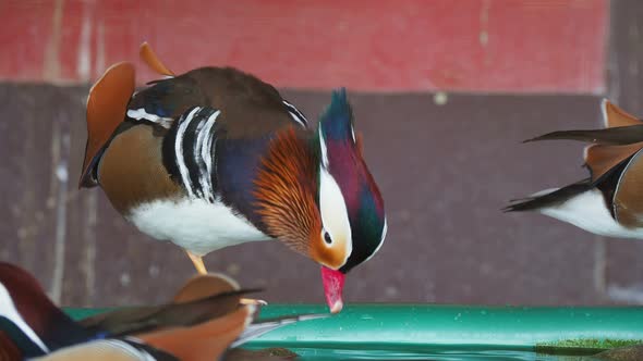 Mandarin Duck, Aix Galericulata. Colorful Birds Are Staying on Water Pool Edge. alt