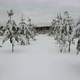 Flying in winter forest, through spruce trees covered with fresh snow. Shot from drone. - VideoHive Item for Sale