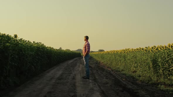 Farmer Watching Sunflower Field in Evening Sunlight alt