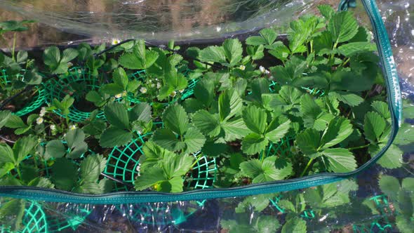 View of strawberry plants in garden  wooden pallet with automatic watering system. alt