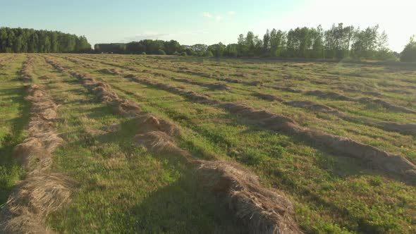 Agricultural Field with Freshly Cut Grass Collected in Smooth Parallel Lines