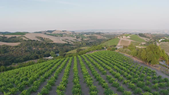 Aerial Drone Shot of Rolling Hills Covered in Vineyards with Sparse Houses (Paso Robles, California)