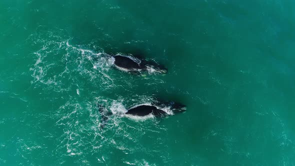 Top Down Aerial Shot Descending Down Onto Southern Right Whales