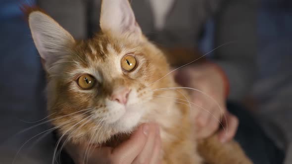 Large Maine Coon Cat Looks at Camera with Wide Open Eyes alt