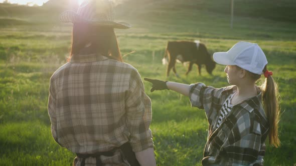 Cows Farm Concept alt