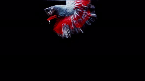 Siamese fighting fish (Betta splendens) alt