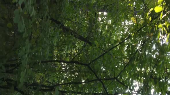 Vertical Video of the Forest on an Autumn Day Slow Motion alt
