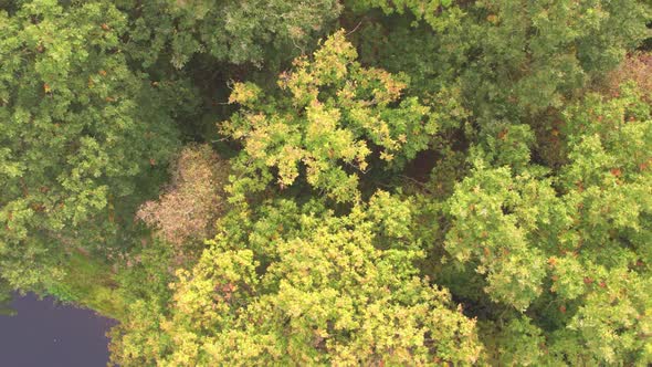 Aerial Bird View Flying Up Over Beautiful Temperate Coniferous Forest Moving Over Top of Trees alt