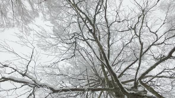 Tree Birch Tops in Snow in Winter