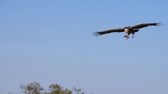 980411 African White Backed Vulture, gyps africanus, Ruppell’s Vulture, gyps rueppelli, Group eating alt